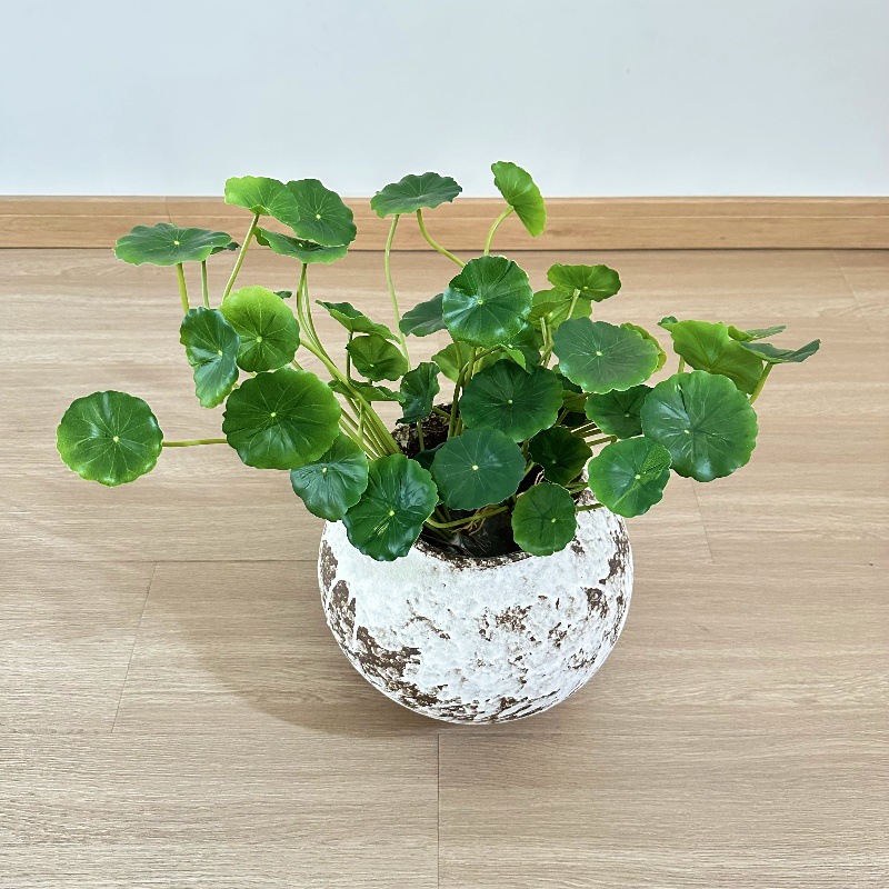 2pcs Artificial Pilea Peperomi - огляд і ціна Bonsai Garden Wall